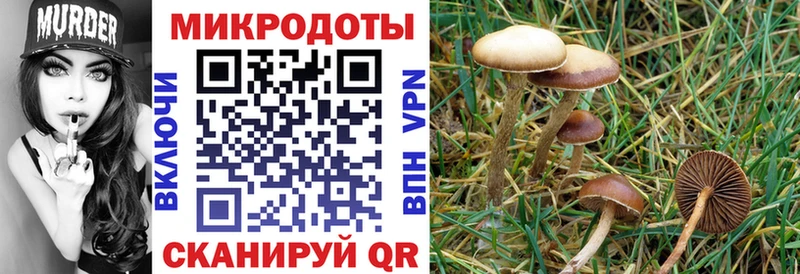 Галлюциногенные грибы Psilocybe  Горнозаводск 